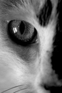 Cat's Eye photo
