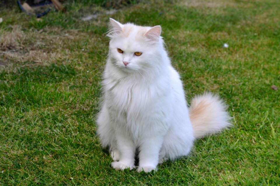 Albus, Eltham Heights, London