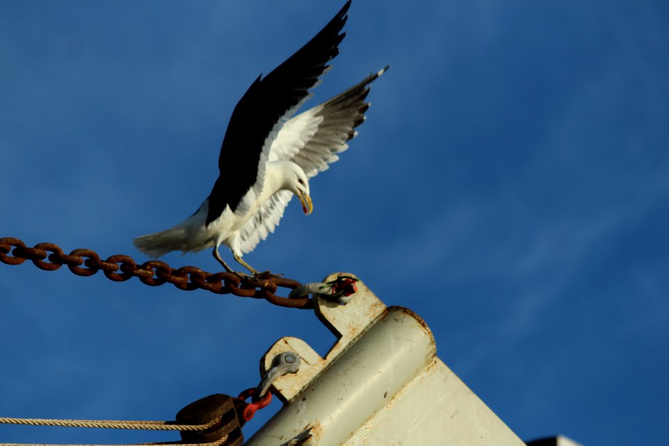 Gaviota dominicana posándose