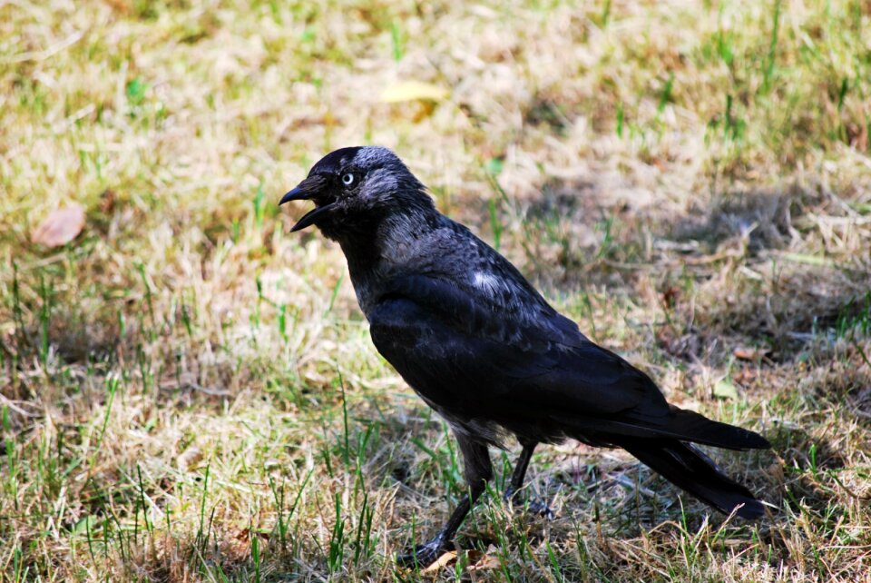 Crow nature animal