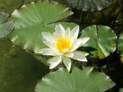 Blumen