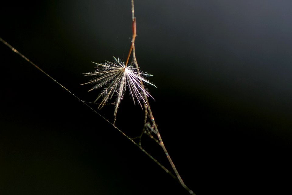 Macro du jour (3) - 25/08/2016