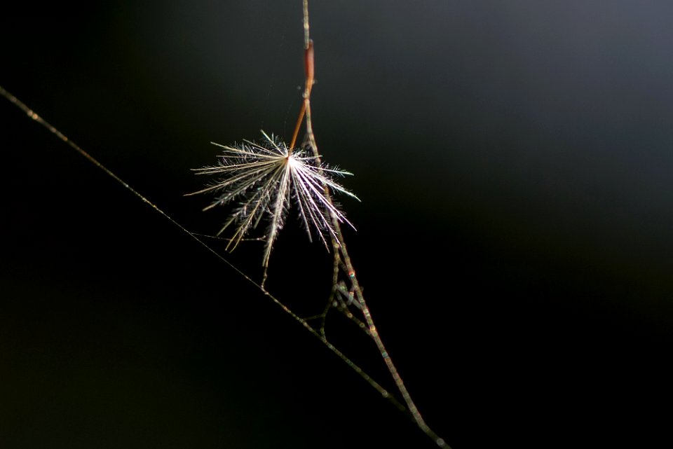 Macro du jour (3) - 25/08/2016 photo