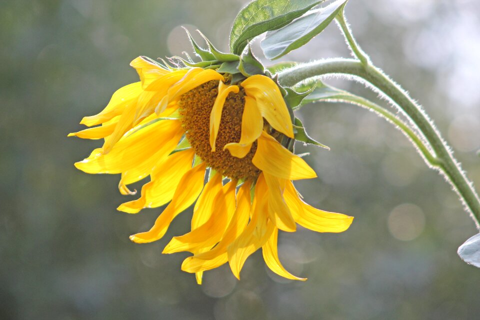 Summer blossom bloom