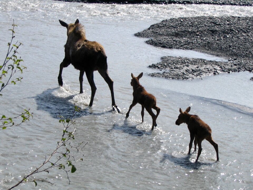 Water wildlife forest