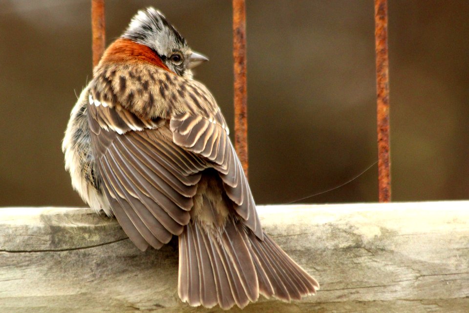 Chincol posando sus plumas