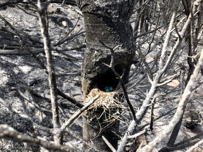 Prescribed burn at Manning Creek