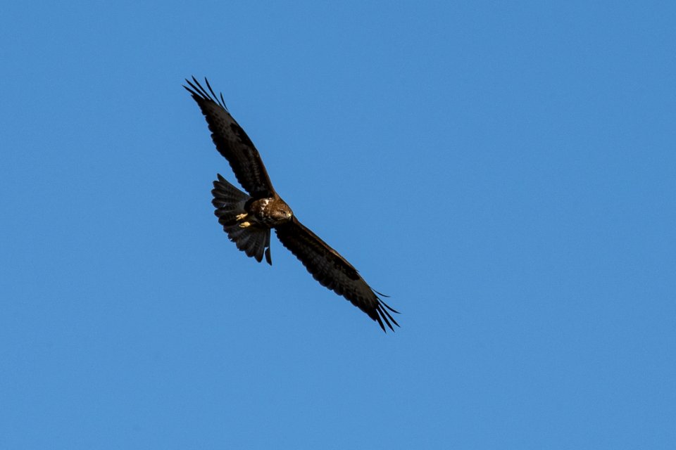 Diagonale (2) - Buse variable
