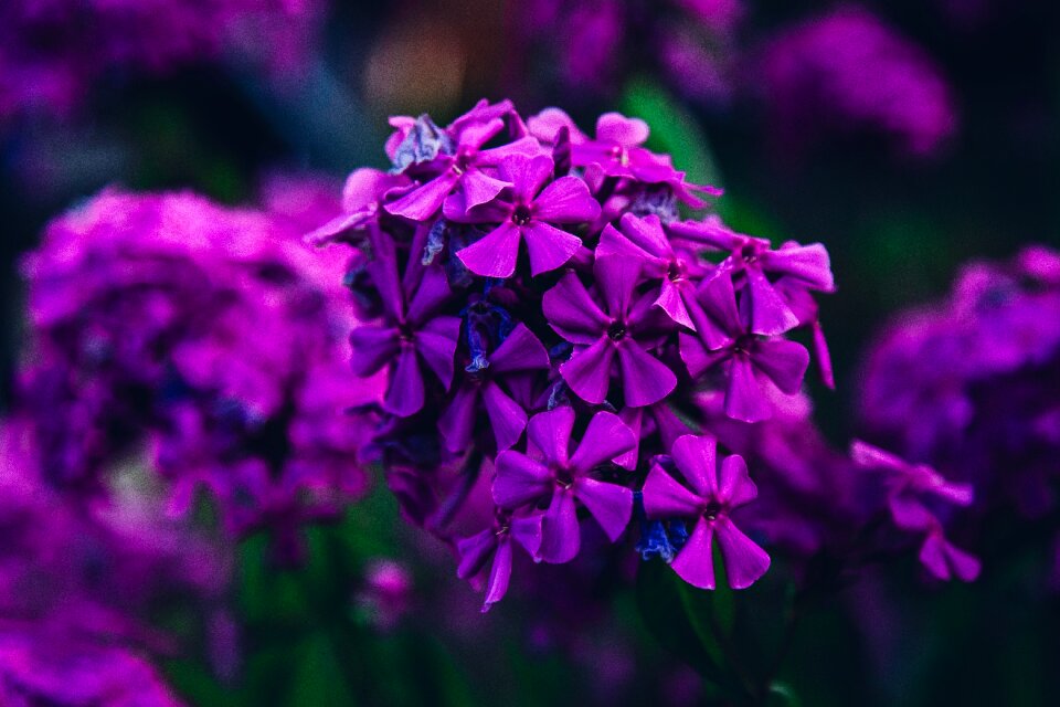Flower purple spring