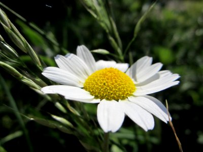 Blumen