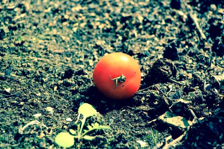 Tomato alone at home photo