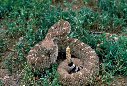 Reptile wildlife venomous