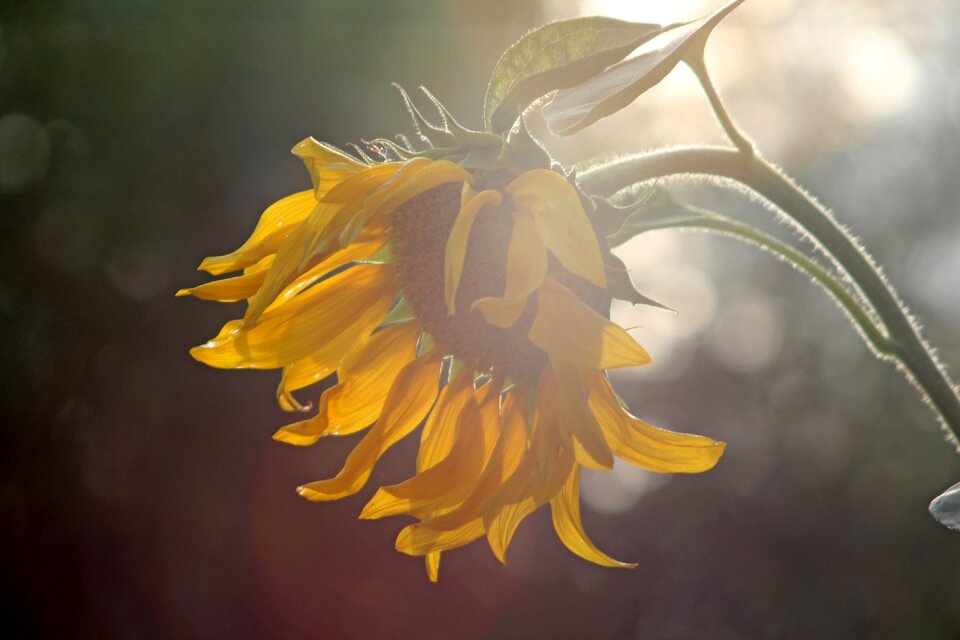 Pattern sunflower flowers