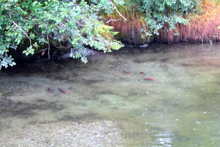 Sockeye Salmon Spawning in a Stream