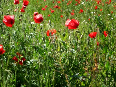 Blumen