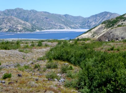Willows and Alders on the Pumice Plain
