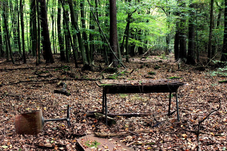 Forest pollution ecological balance
