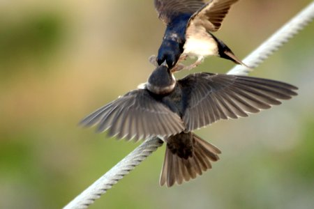 golondrina alimentando polluelo photo