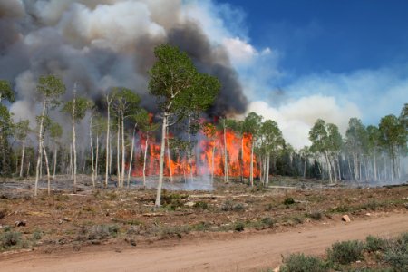 Prescribed burn at Manning Creek photo