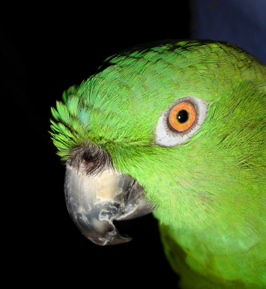 Bird green feather
