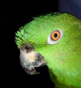 Bird green feather photo