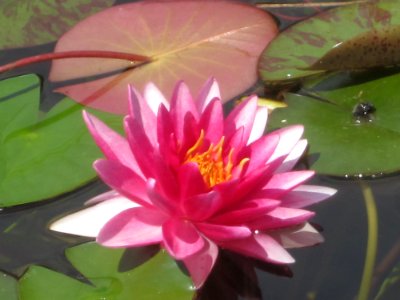 Blumen
