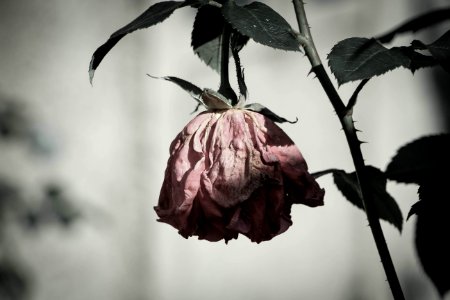 Depressed rose photo