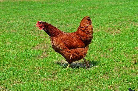 Eggs domestic fowl pen