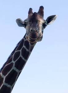 Sky neck animal