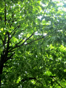 Baum photo