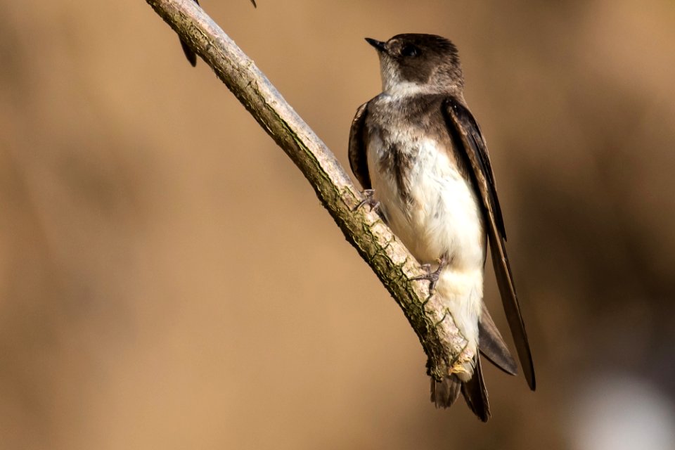 Hirondelle de rivage, Riparia riparia -  Barn Swallow -  schlucken