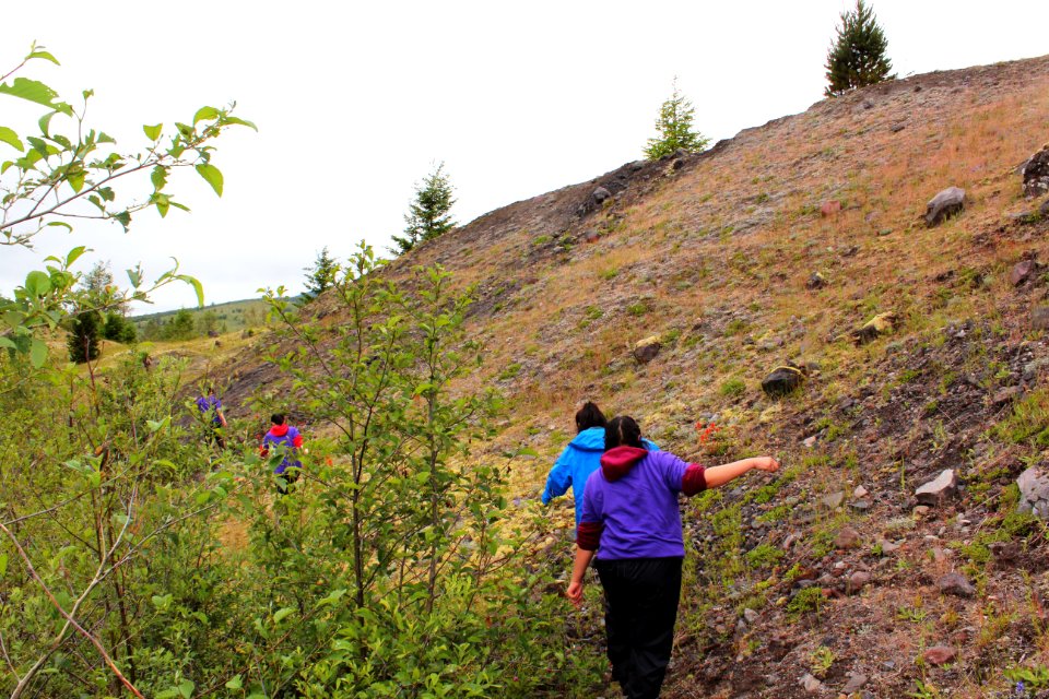 Collecting traps containing aquatic creates from ponds at Mount St. Helens