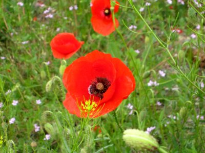 Blumen