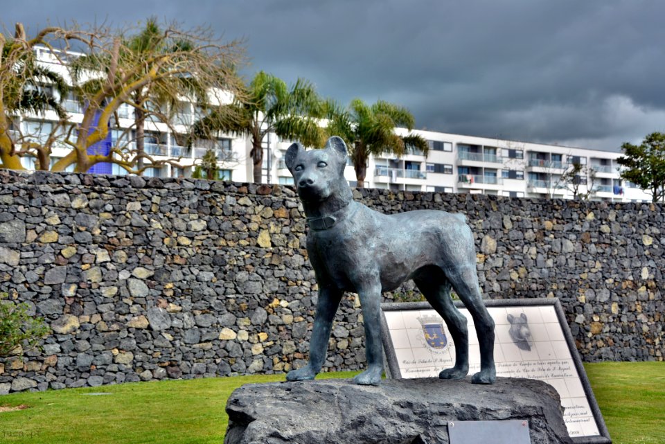 Fogo #Cão de fila de S. Miguel
