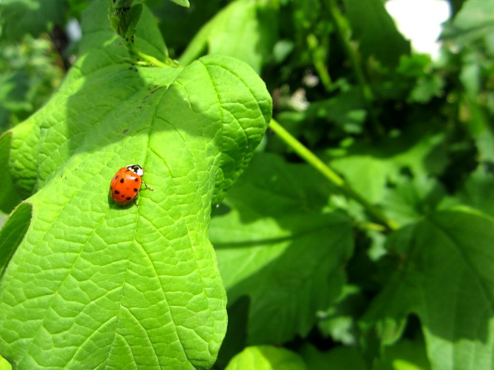 Insekten (Marienkäfer etc.)