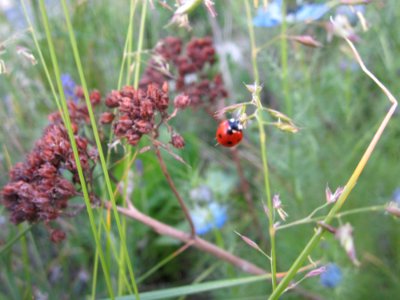 Insekten (Marienkäfer etc.)