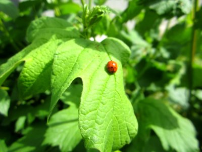 Insekten (Marienkäfer etc.)
