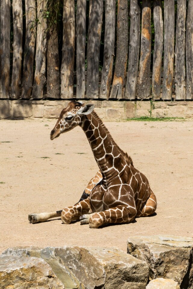 Animals animal portrait rest