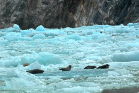 Seals Resting on Glacial Ice photo