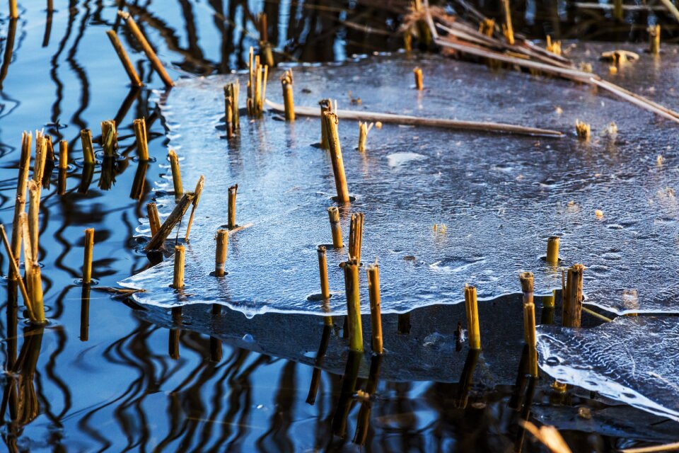 Frost nature water photo