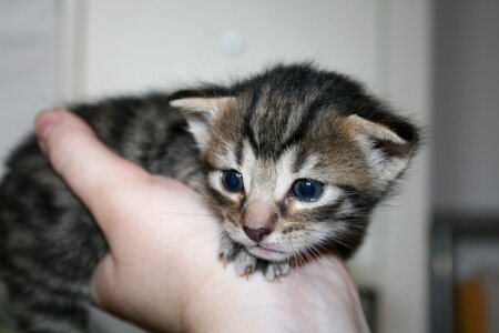 Cat baby domestic cat animal