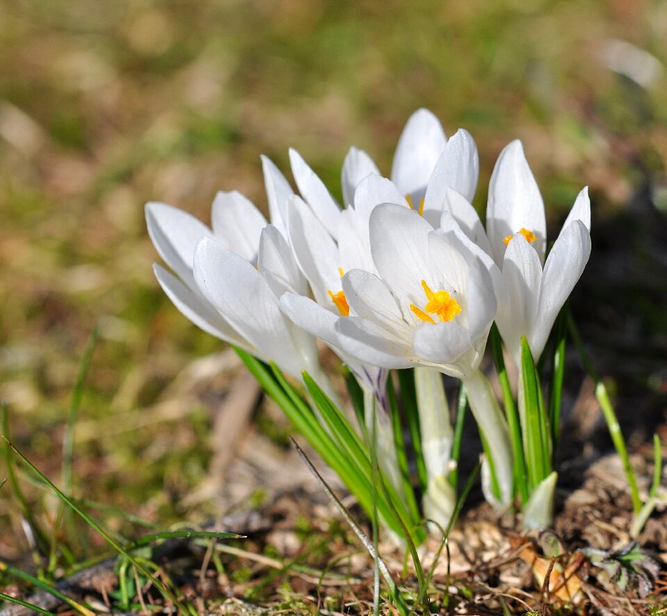 White plant pointed flower