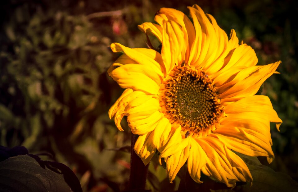 Flower blossom bloom