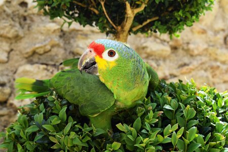 Parrot bird animals photo