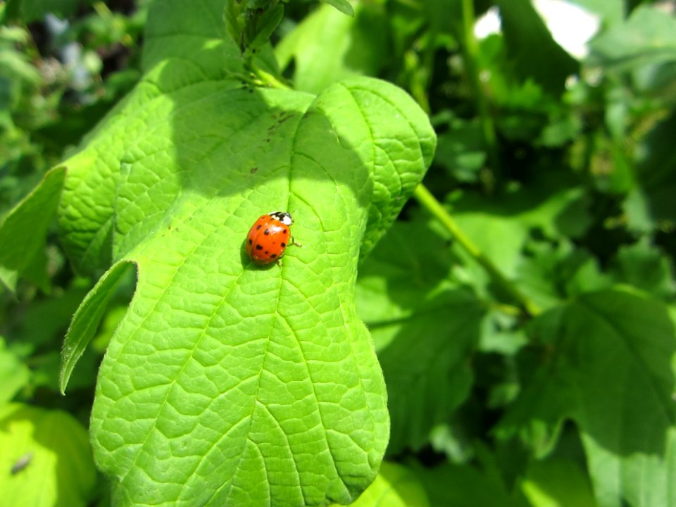 Insekten (Marienkäfer etc.)