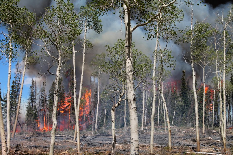 Prescribed burn at Manning Creek