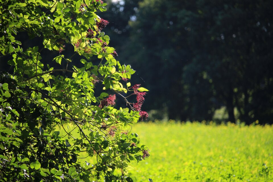 Sun green meadow