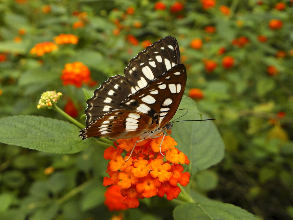 Insects butterflies insect