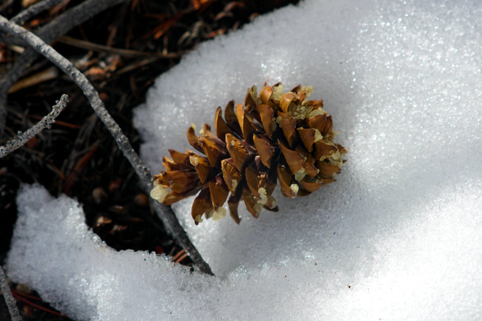 Pinus Flexilis cone in snow
