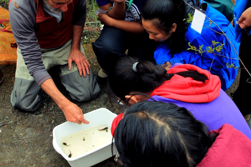 Observing amphibians and invertebrates of the ponds at Mount St. Helens